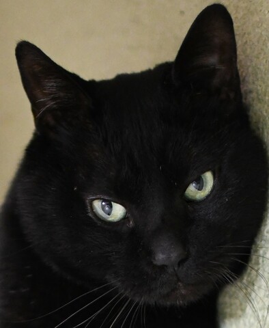 0982b27e90580444cab40b25e8ed3bfb