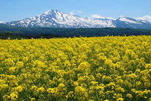 00b15b64a6b31d25dc4a6ce4d94c02fe