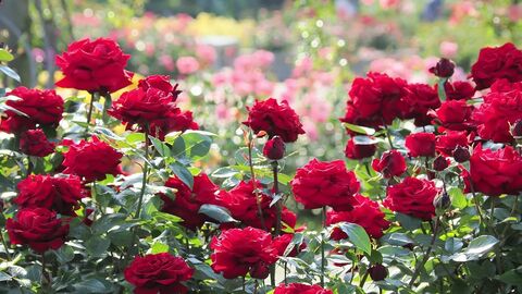 4d620c9fdb8859d0036d4716e3334c62