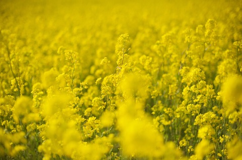 C2f17de4050fff0ae7e46a6becaea412