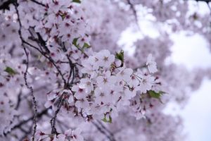 Cfd7d8e0d85d3aa9d7f7196f8f3a2341