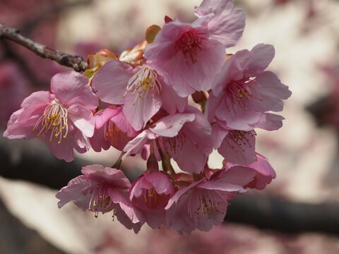 4e8bbf848f030ccba5095a1ec8c6fb74