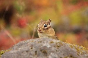 4353931bc8c0d65ac944773bfb5c350a