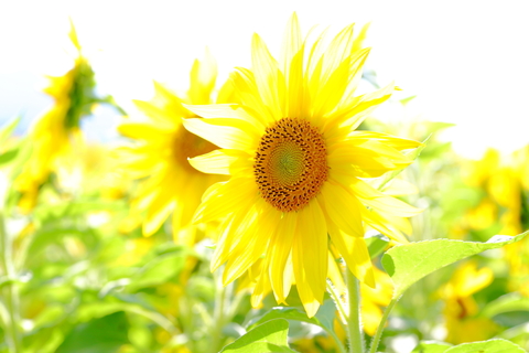 545b57472ec32c07f33c4134db38d1fb