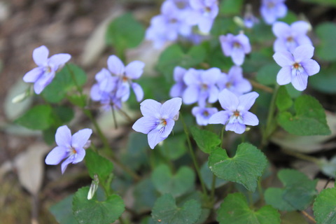 2fb9660a6090d0a57b443e009c6b9c85