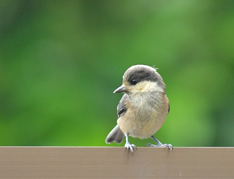 B140a7a0a6d0ab459fa36ae5dafacca0