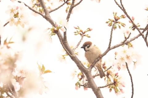 Aee7de1cfcd72da0b36f9628187876ae