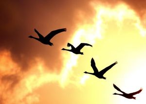 228af19de11901a88ec07a074c56bed2