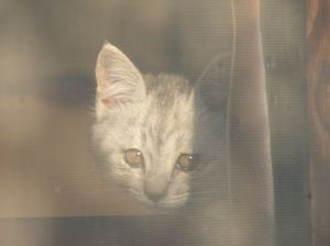 D635acd56279a18c871bff21268d1944