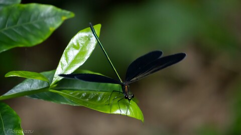 92c04ee5454cd3bac7023674d1148c4f