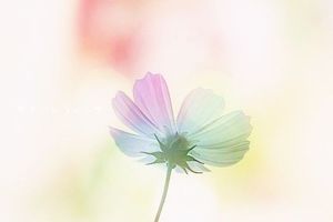 335a66b488116663ab4558fdc6851706