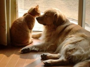 Bc5c0797d27afdf6ac6c988be92f1fdc