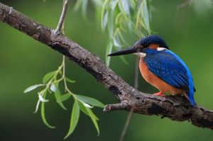 525f52e2337380c2a6ea533a583dfd18