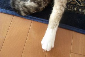 0abee016db377e8d12bd0b9bc44ef551