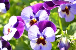 09d22f9337960793eb13d6377327426c