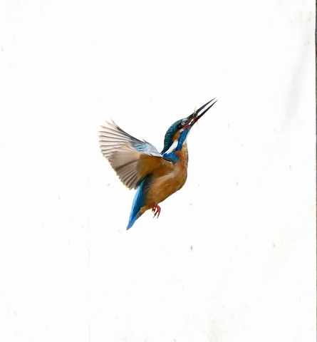 7e1654750ff539ef3ac380ec3247c930