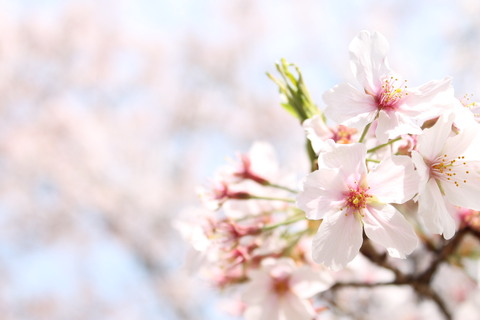 99a8f80a3c55feda35b8e9961755b27e