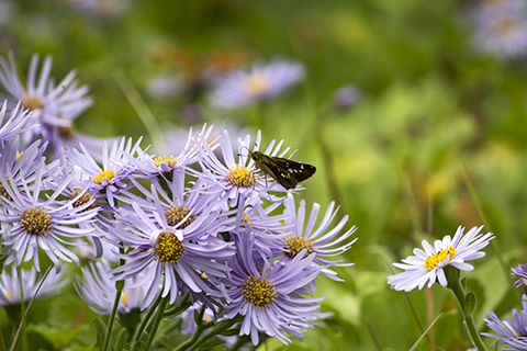 2fce57ea32c404786c7fa77bc247cd10