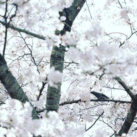 77f81babe4f228855e24e65223f4c8f6