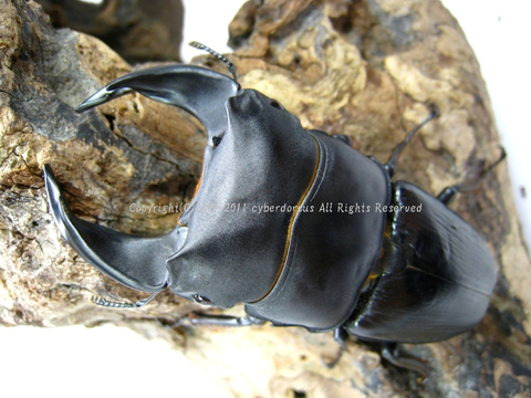 8dc82c2d8a755b2b8cf33cf2d51dd7f5