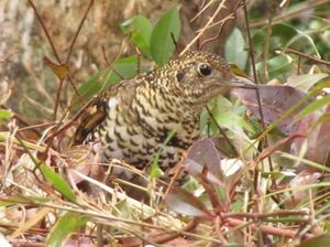 42ad02a5ff77e4f2c3df0a7958e6f9a3