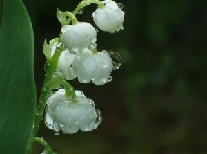 3db748ec2ae63035f80ca1fa6f7a36df