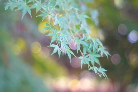 828c35a453a390ffa8d6a1c0da293576