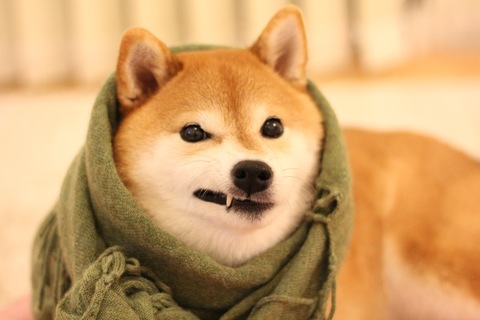 28794eedca599703478f377bb4586306