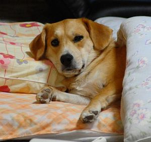 4b226065e5cfb706790c3af70cf960a9