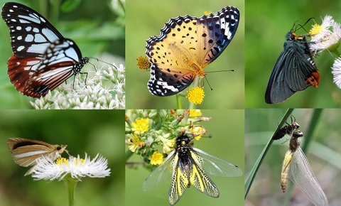 43e156a09ac4d78dfe22d29dcfdb7a1a