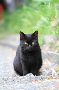 45080b46421910a4e7e56fbd00f65ddb