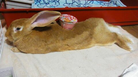 1e0247ad15033c2d3f47117447ff2825