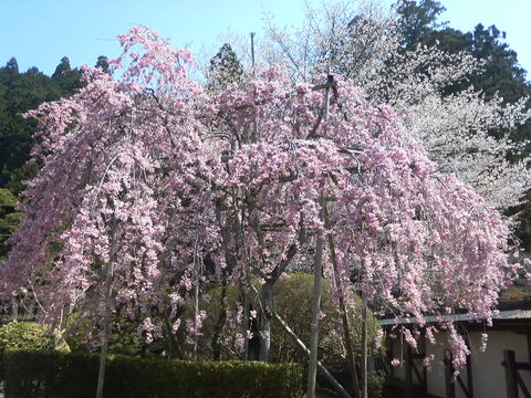 B43872528ec07eab59f165d2da330485