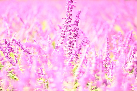 944b302153086a918d4521e2eac3846b