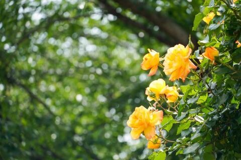 0c0b50ac4f5d8df78d22682e153ffec4