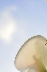 C9d295ce44f8f0836136fb5b72439f89