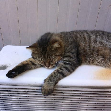 47e3a7db48cf2e62dad3b4417bf2183a