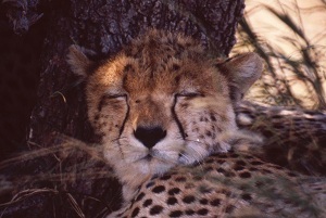 E3d0380028d53e13b3c47c91932969b0