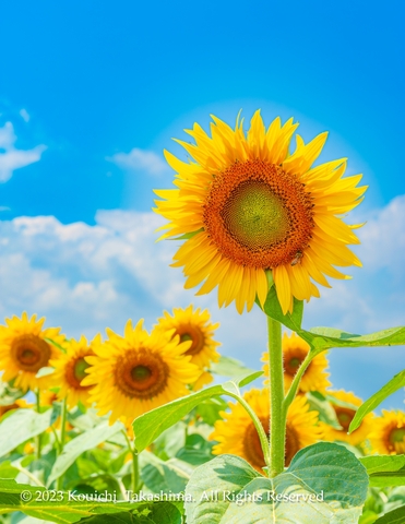 6799ae2df6c677b7a49f78f8d1a46624