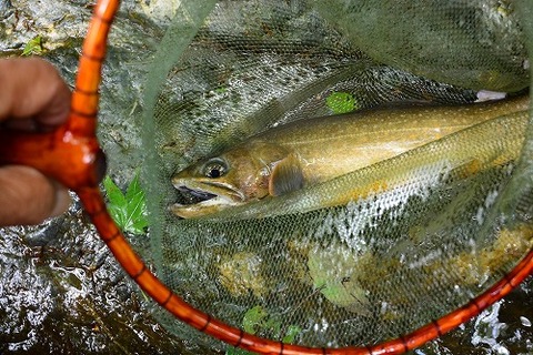 C277be4146d17809f0c832f42ff87bd2