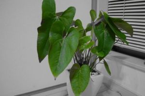 817c748138608a19f960f5d880388903