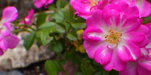 3bec14c90d946c90816acb05bb978948