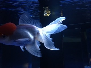 1ce0dbc83985f7746ec8ad94332fd94e