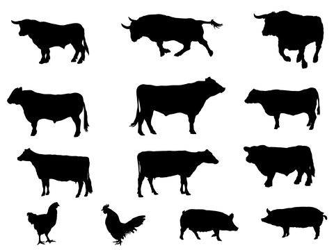 3c2c0fb9ba6f11f9f1e5c728d355c11f
