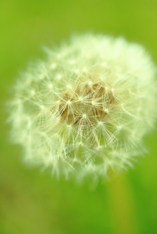 Ff9bd26a53127b77b44147da4cf9243c