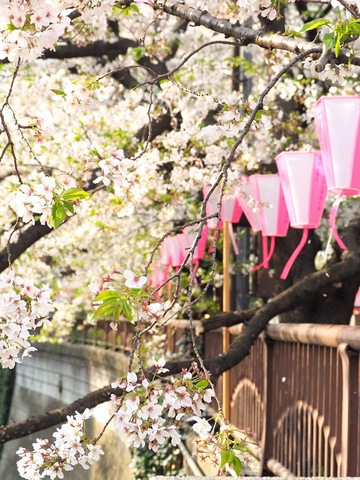 170615f69a40d338dbc3d01d8173011d