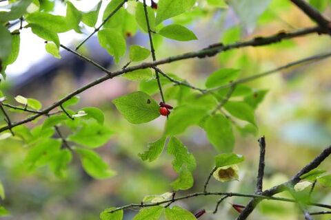 917cf4d6a9bf75de00fc48f0d914fe24