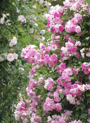 C2a67427470d39136f5b66c3ae7cc2d5