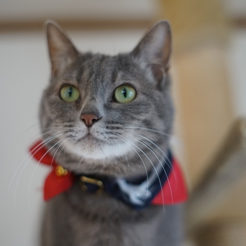 895aee6b68fc67a3685f34391829fece