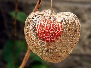 Fd1b42093b3ba25257e50ce0c38e4d61